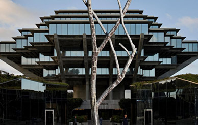 Image of Tree in front of Geisel Library
